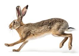 Fullerton Jackrabbits Invite 2026
